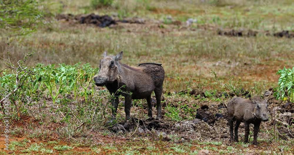 warthog family in the savannah, park kruger south africa warthog family in the savannah, park kruger south africa