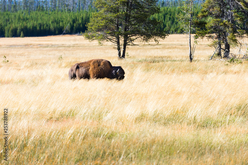 Great american bison or buffalo