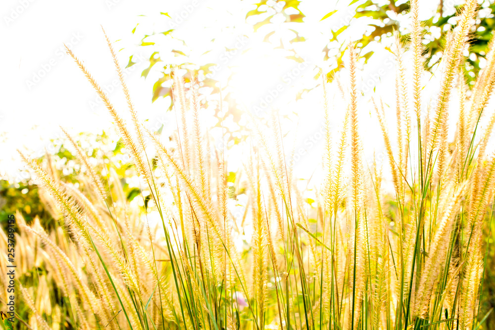Beautiful sunrise among the tree in the morning, Yellow flare light of sun shine through the flower grass for background, Landscape nature, morning sun light scene with green leaves background