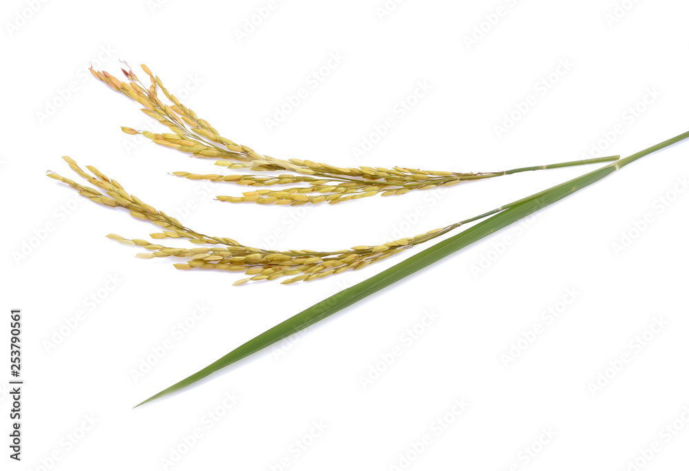 ear of paddy, ears of Thai jasmine rice isolated on white background ear of paddy, ears of Thai jasmine rice isolated on white background