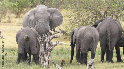 Wide Shot of a Herd of Elephants While a Calf Relieves Himself of Excrement. photo