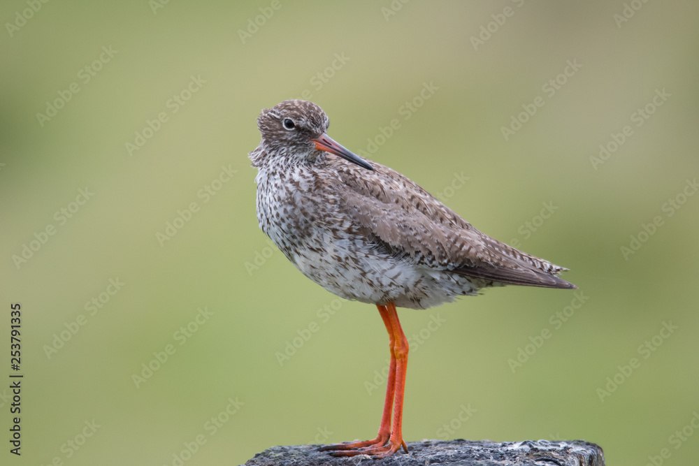 Rotschenkel (Tringa totanus) Rotschenkel (Tringa totanus)