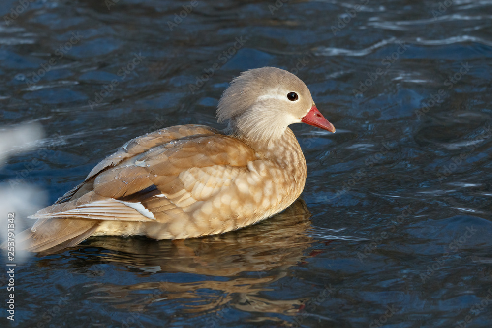 Mandarin Duck (Aix galericulata). Mandarin Duck (Aix galericulata).