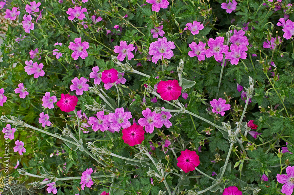 Fototapeta premium Colourful close up of flowering pink Geraniums in a flower border