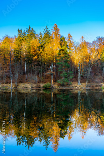Perfectly silent water reflecting trees of lakeshore in autumn
