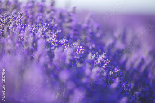 Lavender flowers in a soft focus, pastel colors and blur background