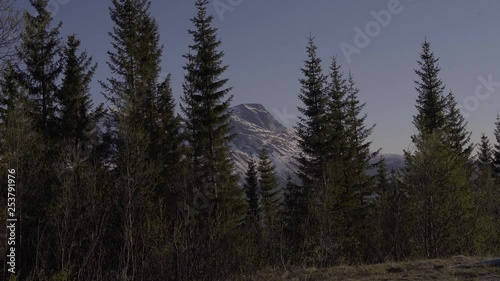 Static shot, of spruce trees, in front of snowy mountains, on a sunny spring day, near kilpisjarvi and the norwegian border, in Lapland, North Finland photo
