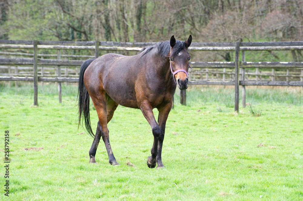 Bay Arabian mare walking in a field Bay Arabian mare walking in a field