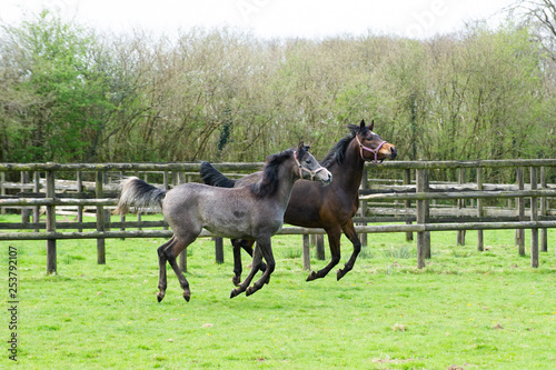 Young Arabian horses running in a field photo