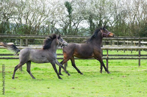 Young Arabian horses running in a field