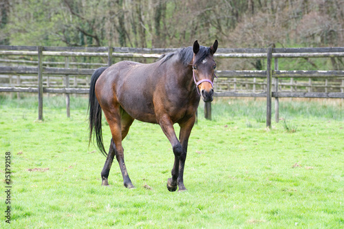 Bay Arabian mare walking in a field