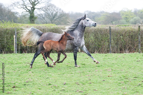 Grey Arabian mare and foal running in a field