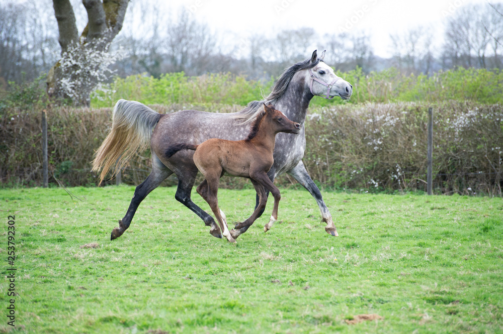 Grey Arabian mare and foal at liberty in a field Grey Arabian mare and foal at liberty in a field