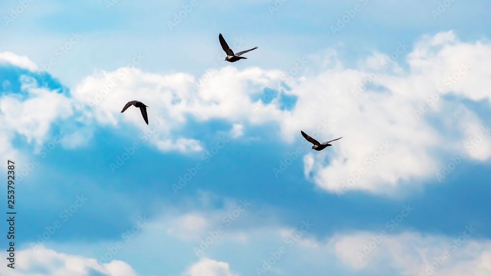 flying birds in the blue sky