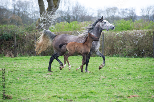 Grey Arabian mare and foal trotting in a field