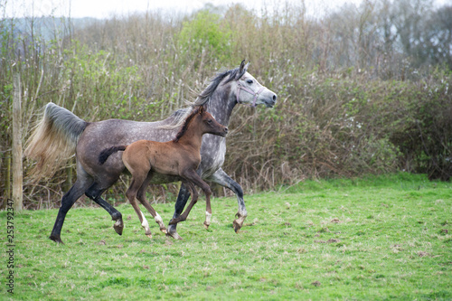 Grey Arabian mare and foal running in a field