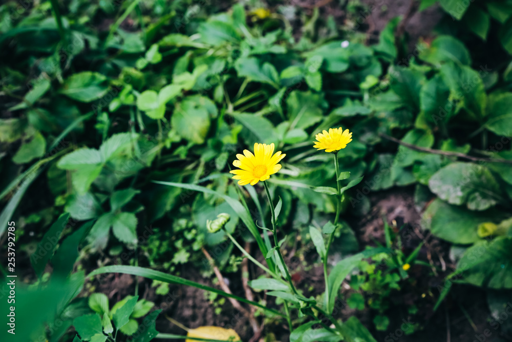 Beautiful yellow calendula flowers growing in the green home garden. Summer nature photo. Beautiful yellow calendula flowers growing in the green home garden. Summer nature photo.
