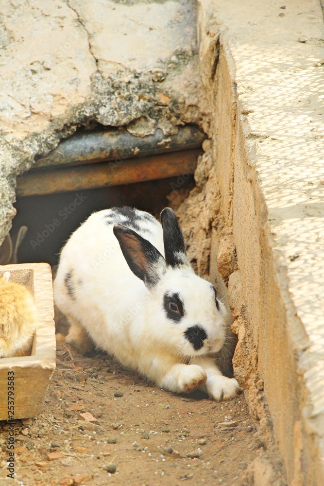 Rabbit white is lovely in the farm Rabbit white is lovely in the farm
