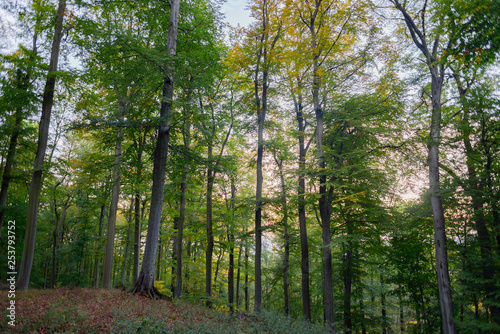 Beech tree forest leaf scenic panorama