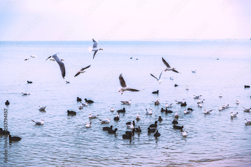 Gulls fly over the sea. Overcast weather. Mood. Flight. Birds