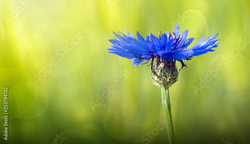 Macro of a blue cornflower isolated on green. photo