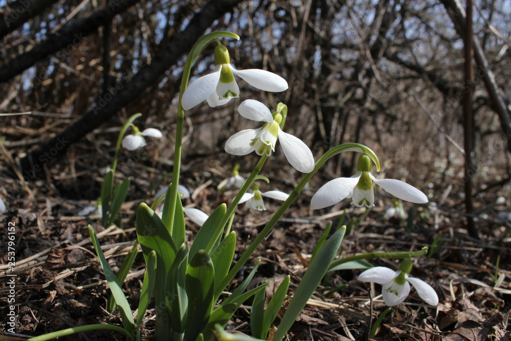 Snowdrops (Galanthus elwesii) appear very early, sometimes at the end of winter. Black Sea Coast (Ukraine). Snowdrops (Galanthus elwesii) appear very early, sometimes at the end of winter. Black Sea Coast (Ukraine).