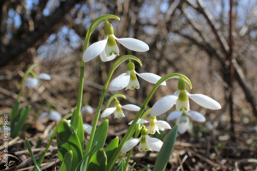Snowdrops (Galanthus elwesii) appear very early, sometimes at the end of winter. Black Sea Coast (Ukraine).