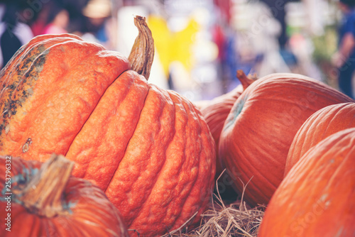 Giant pumpkin in vegetable ...