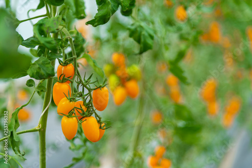 Tomatoes grown in the house...