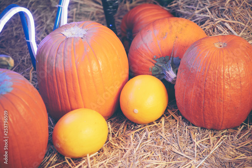 Giant Pumpkin Cultivated fr...