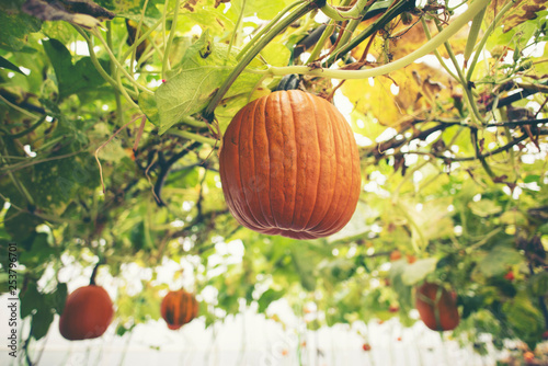A giant pumpkin sits on the...