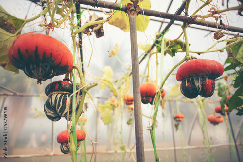 Fancy pumpkin in farm