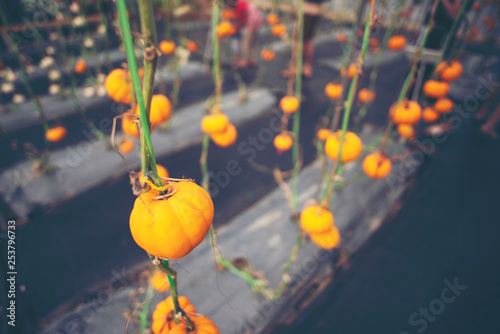 Fancy pumpkin in farm