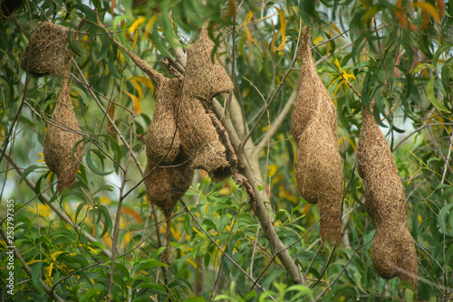 bird's nest made from straw