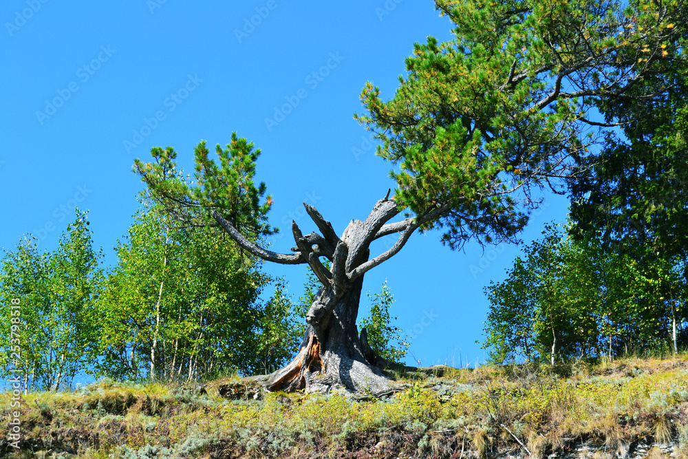 old tree on blue sky background
