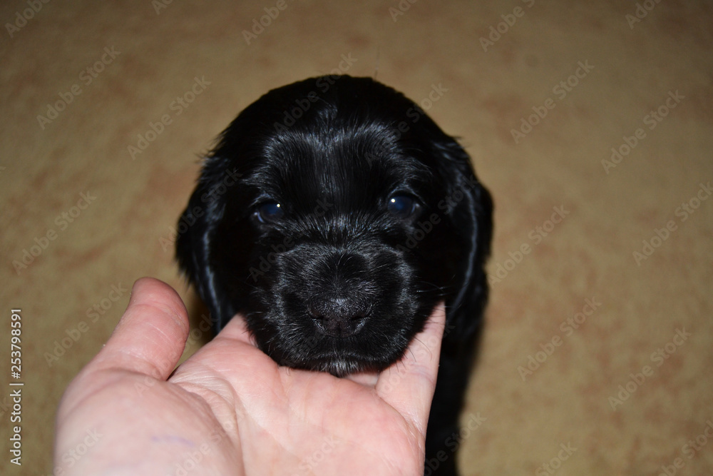black puppy on hand