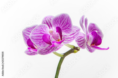  Beautiful delicate orchid flower as a symbol of spring.