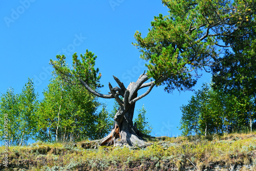 Obraz na płótnie old tree on blue sky background w salonie