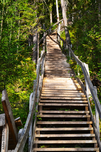 Obraz na płótnie old wooden staircase in the forest w salonie