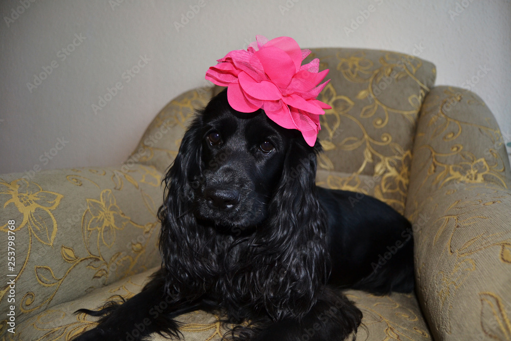 black dog with a pink flower on his head