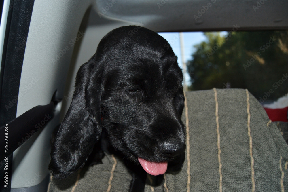 dog in the car trunk