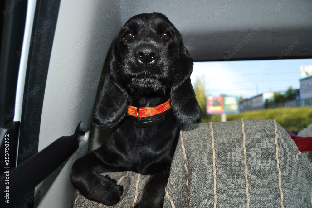 dog in the car trunk