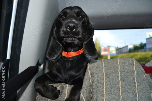 Obraz na płótnie dog in the car trunk w salonie