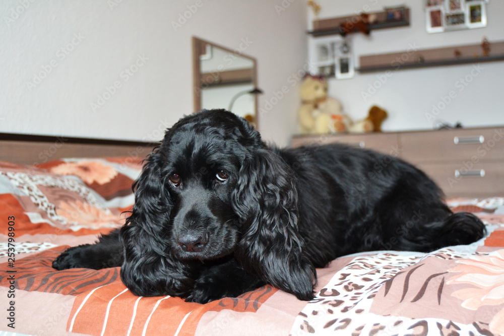dog on bed piercing gaze