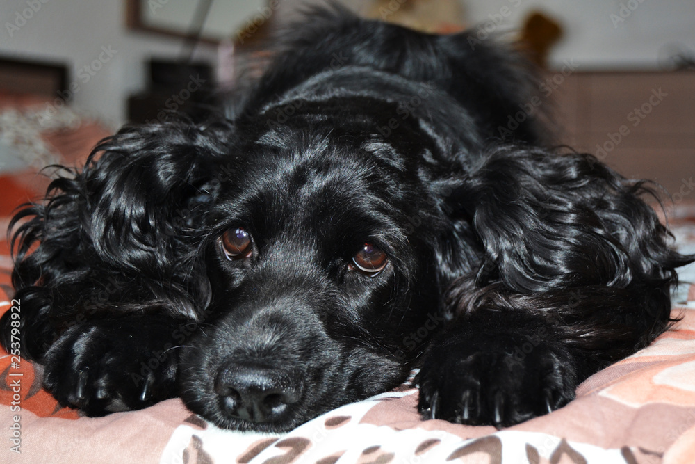 the dog is lying on the bed