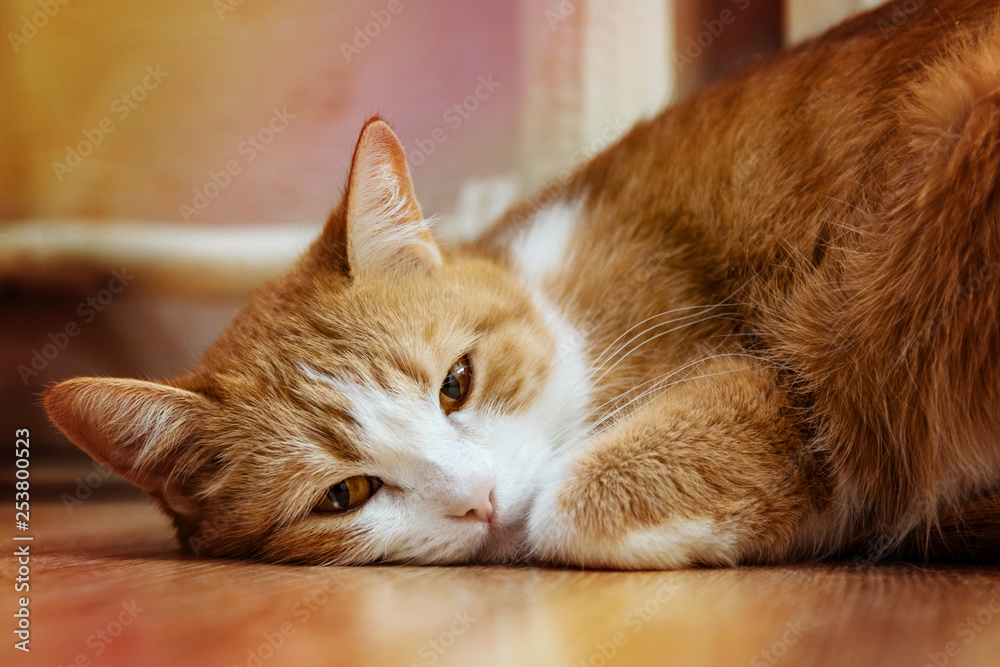 Sad cat lies on a floor near the hot radiator