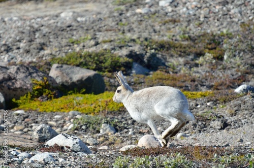 Artic rabbit, Greenland