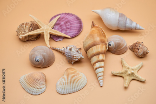 seashells and starfish on sand-beige background, flat lay