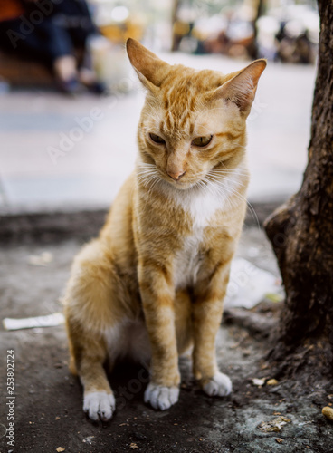 cat on a street