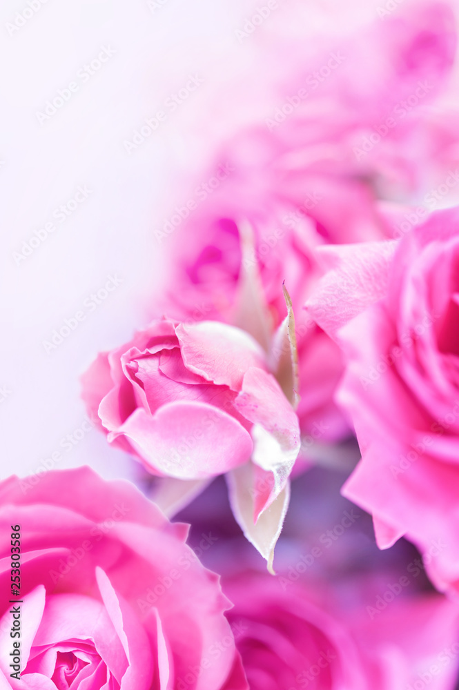Obraz premium Closeup of fuchsia roses soft blur bokeh texture in pastel colors for a background. Copy space.